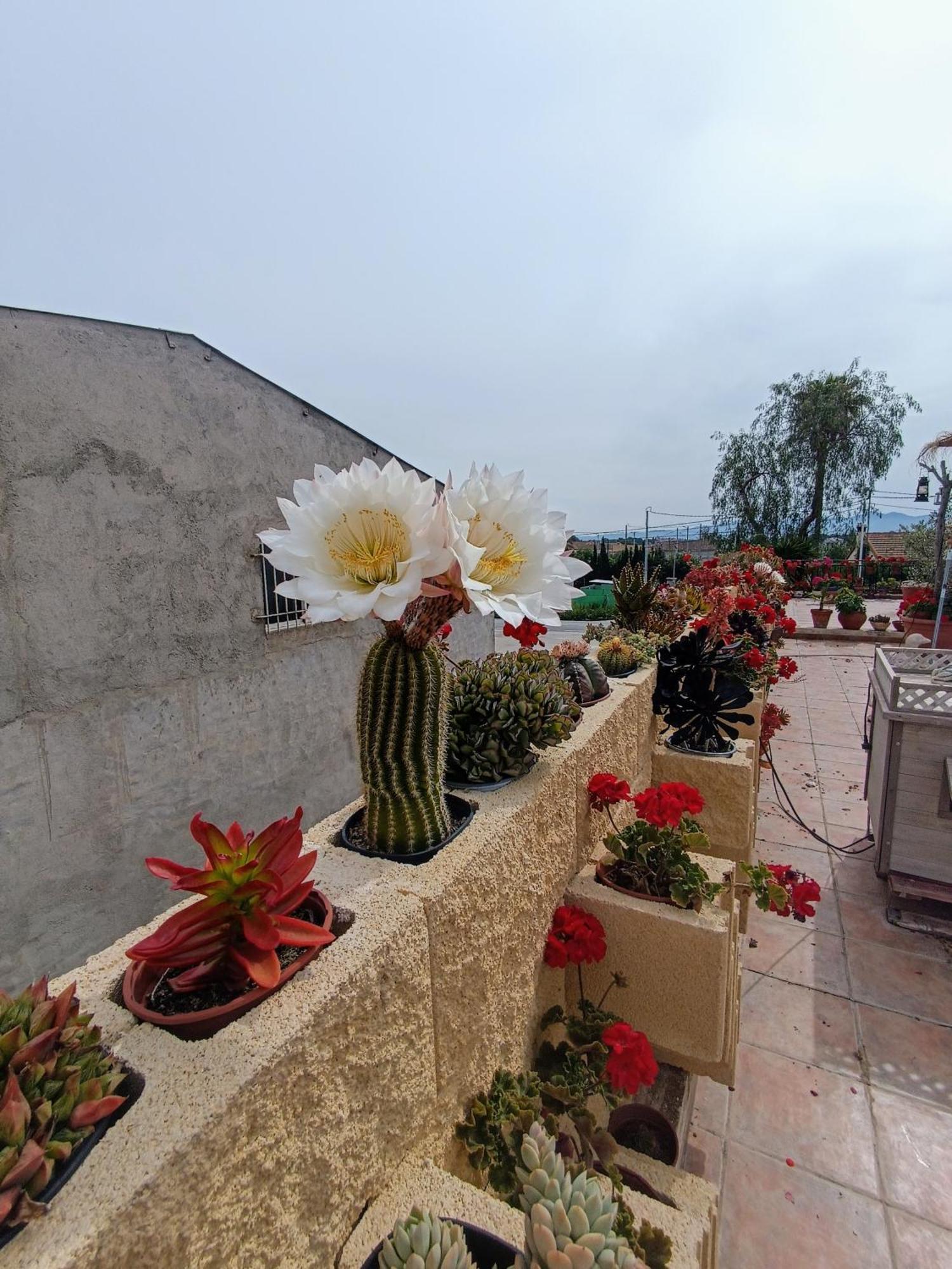 Casa Chalet Venta Ruizo Lorca  Ngoại thất bức ảnh